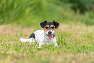  Cute little Jack Russell female 7 years old - dog lies on a green meadow