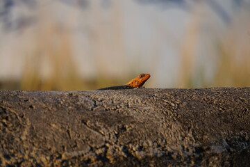 closeup of a colorful lizard head on the stone wall  on the tropical island of La Réunion, France