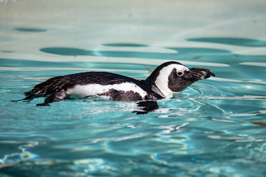 African penguin. Bird and birds. Water world and fauna. Wildlife and zoology.