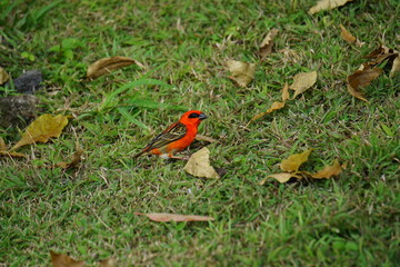 Fototapeta premium closeup of a colorful male cardinal bird on the tropical island of La Réunion, France
