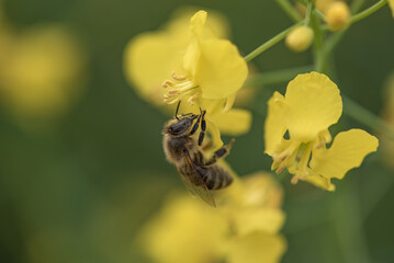 A bee collects nectar on a rapeseed bush.