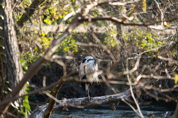 Imperial Heron in the river at dawn
