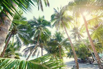 Fototapeta na wymiar Sunny day. Beautiful green coconut palm trees.