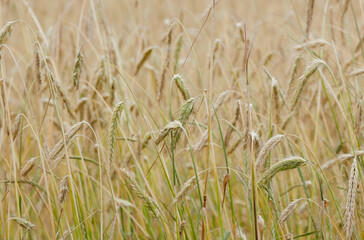 Wheat field, ripe spikelets background.