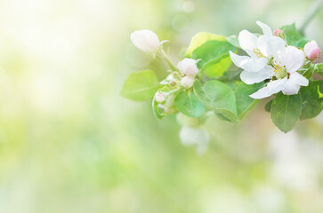 Blossoming fruit tree branch background. Copy space. Spring background