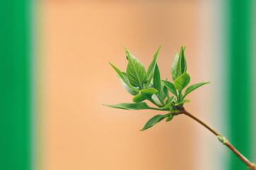 Green leaves in selective focus. Spring background