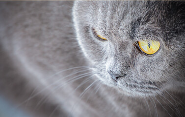 macro british shorthair blue cat face looking down