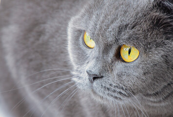 macro of british shorthair blue cat face with yellow eyes