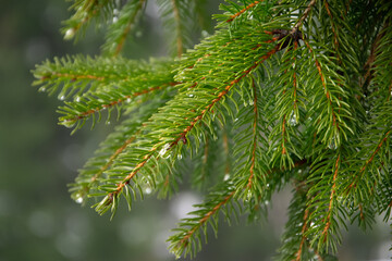 branches of a pine