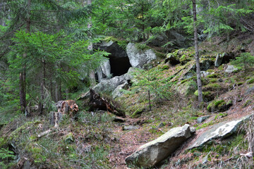 stump in the forest