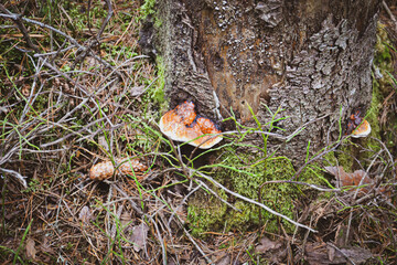 mushrooms in the forest