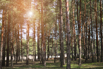 trees in the woods