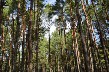 trees in the forest