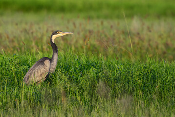 Black-headed Heron - Ardea melanocephala, large water bird from African wetlands and marsches, Amboseli, Kenya.