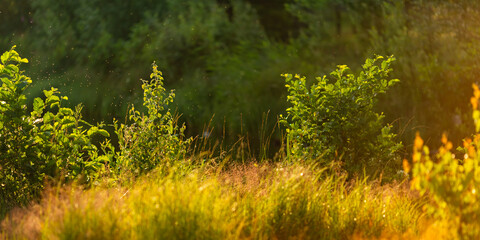 The landscape is summer. Evening sunlight. Shrubs against the background of trees.