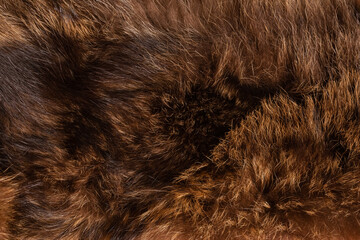 The fur of the arctic fox is brown. The texture of natural fur