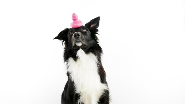Border collie dog holding his favorite toy on his head learning new tricks isolated over white background. Owner training his puppy pet, friendship concept.