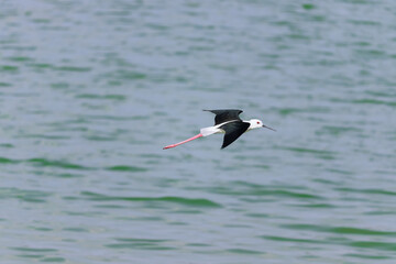 Bird flying on the river