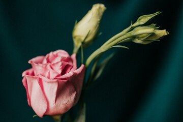 Close up of pink mini roses and bud against teal cloth backdrop