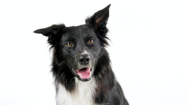 Portrait dog breed Border Collie over white background being curious looking  to the camera, holding his ear up