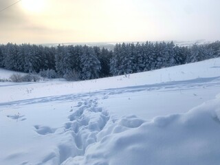 Fototapeta na wymiar Snowy landscape. Nature in winter