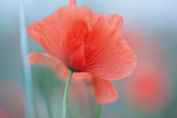 Bright, scarlet flower, summer.The poppy field.