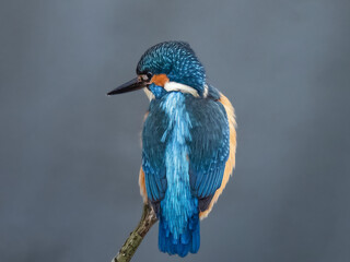 kingfisher on the branch
