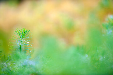 Cypress spurge, Euphorbia cyparissias green growth, selective focus and shallow depth of field