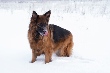 Naklejka premium German shepherd dog walks in nature in snowdrifts in winter. Snowy weather for walking with a pet.