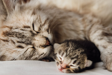 Mother cat and her newborn kitten close-up 