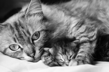Mother cat and her newborn kitten close-up 