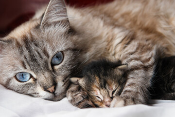 Mother cat and her newborn kitten close-up  © Orhan Çam