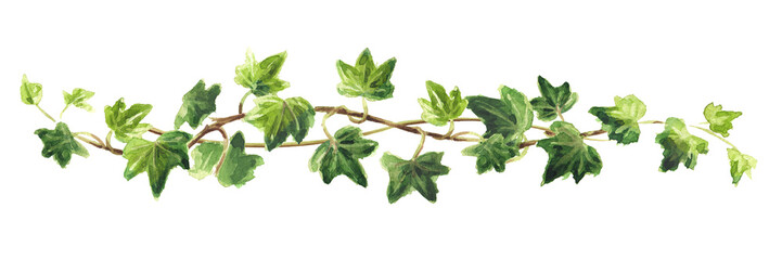 Ivy  branch with green leaves  border, Hand drawn watercolor  illustration isolated on white background