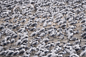 Franklin's gull flying on the beach, La Punta, Callao. Pacific Ocean