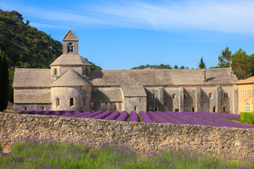 France, Provence Alps Cote d'Azur, Haute Provence, Cistercian monastery of Senanque beside lavender...