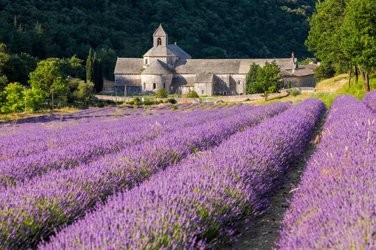 France, Provence Alps Cote d'Azur, Haute Provence, Cistercian monastery of Senanque beside lavender field