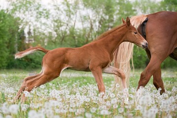 Fototapeta premium warmblood