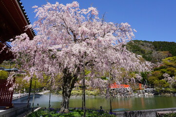 Obraz premium The pond and Beautiful Cherry Blossoms at Katsuo-ji Temple, Minoo City, Osaka Prefecture, Japan