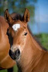 Obraz premium warmblood