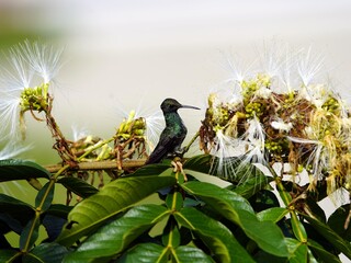 Glittering-throated Emeralds (Amazilia fimbriata) Trochilidae family. Amazon, Brazil.
