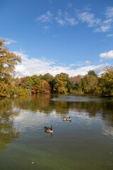 Fototapeta na wymiar Ducks swimming in central park lake in autumn, New York city