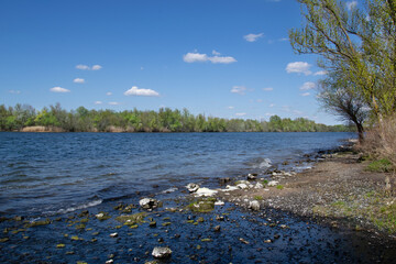river in the forest