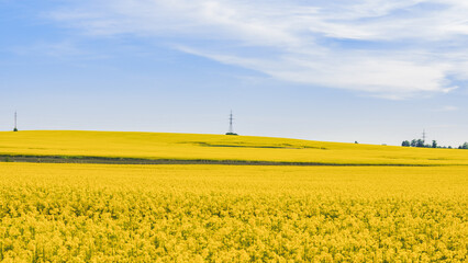 Yellow rapeseed fields with high voltage pylon lines