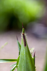 Gąsienica na agawie rozmyte tło	
