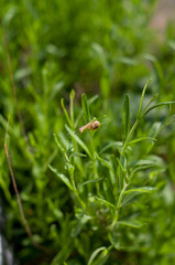 Obraz premium Ślimak z wysuniętymi czułkami ujęcie z bliska w lawendzie rozmyte tło