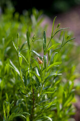 Ślimak z wysuniętymi czułkami ujęcie z bliska w lawendzie rozmyte tło	
