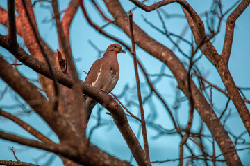 dove with heart