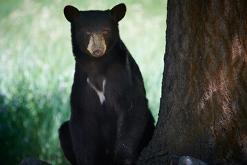 Black Bear