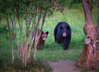 Mom and Baby Bear Cub © Brad