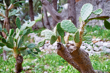Green cactus plant in park. Garden design.